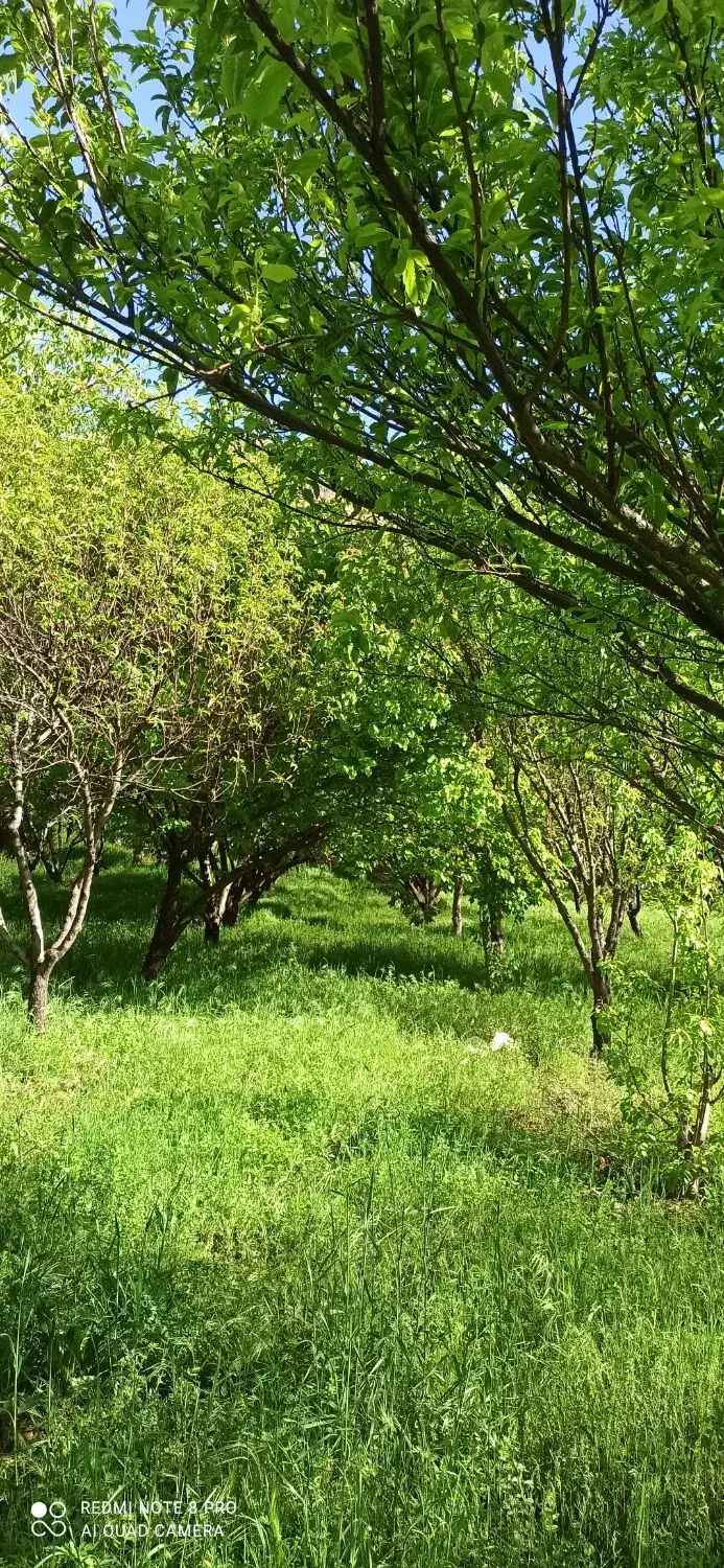 باغ فروشی|فروش دفتر صنعتی، کشاورزی، تجاری|بیستون, |دیوار