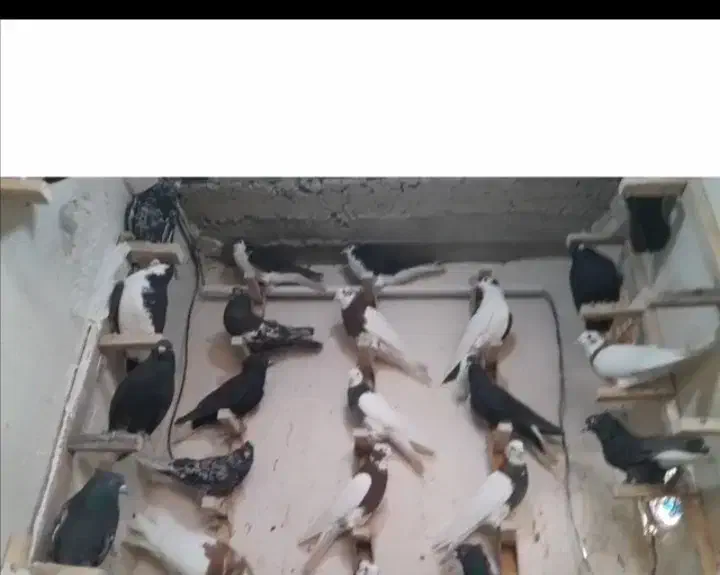 بهبونی. رنگی|پرنده|زرین دشت (فارس), |دیوار