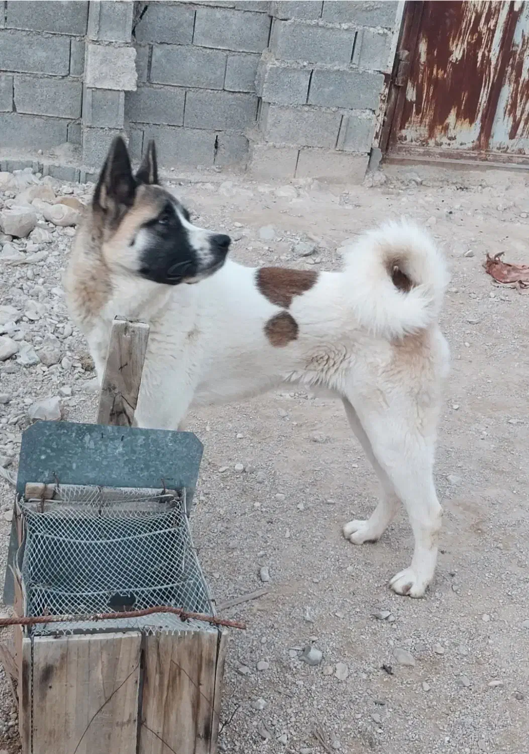 سگ گم شده|حیوانات|برازجان, |دیوار