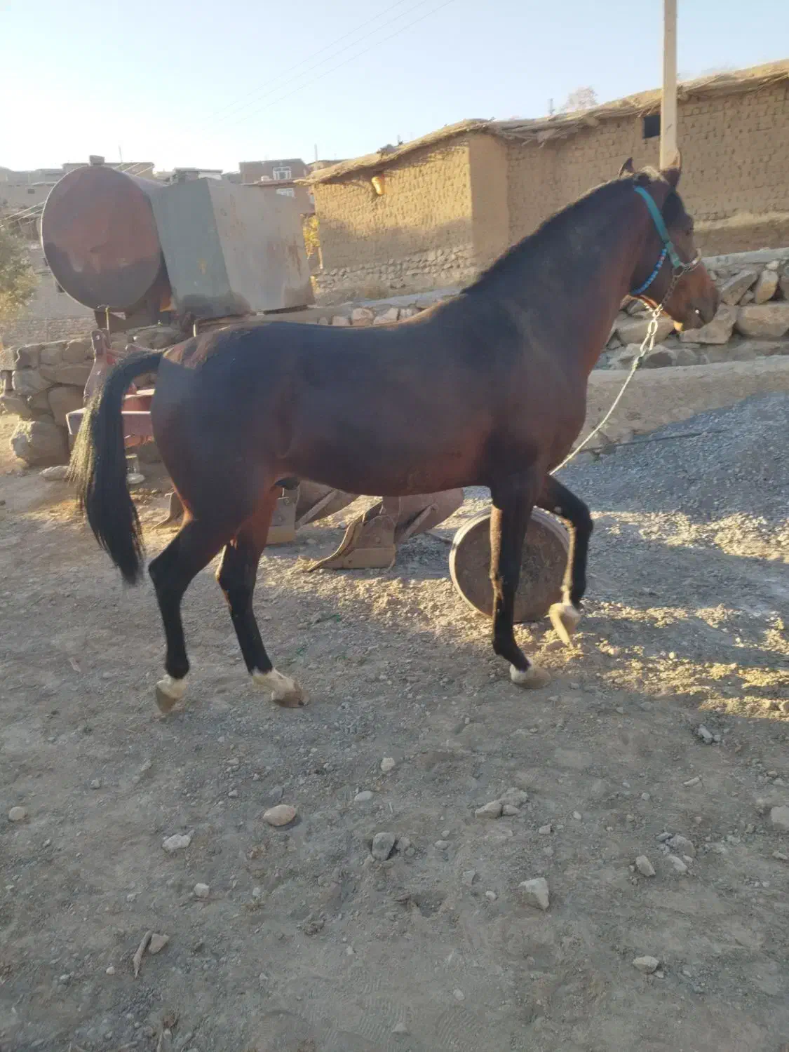 کره اصیل کورد|اسب و تجهیزات اسب‌سواری|پیرانشهر, |دیوار