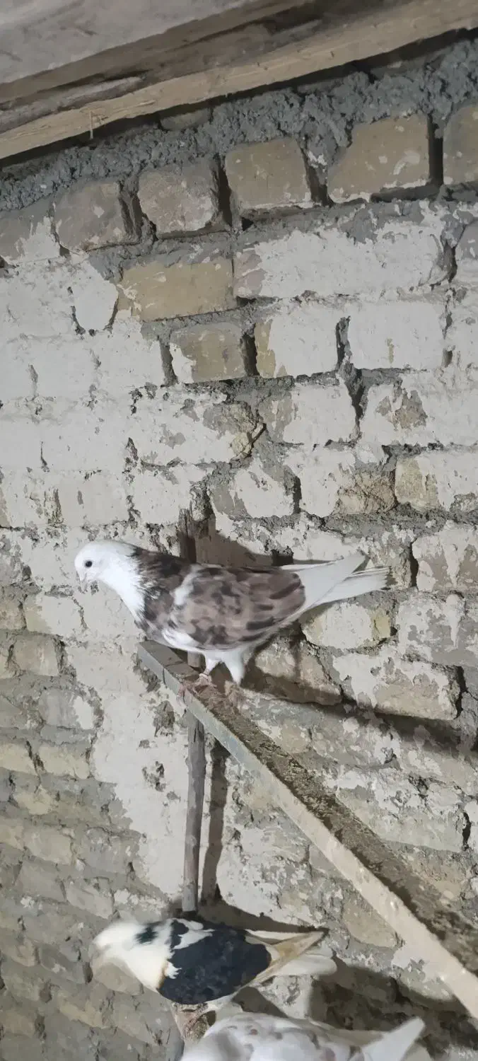 کبوتر|پرنده|جوکار, |دیوار