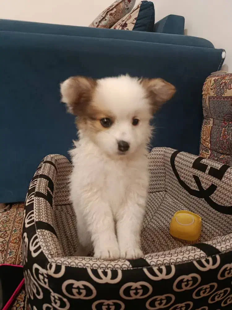 سگ پامرین|سگ|مرودشت, ثبت احوال|دیوار