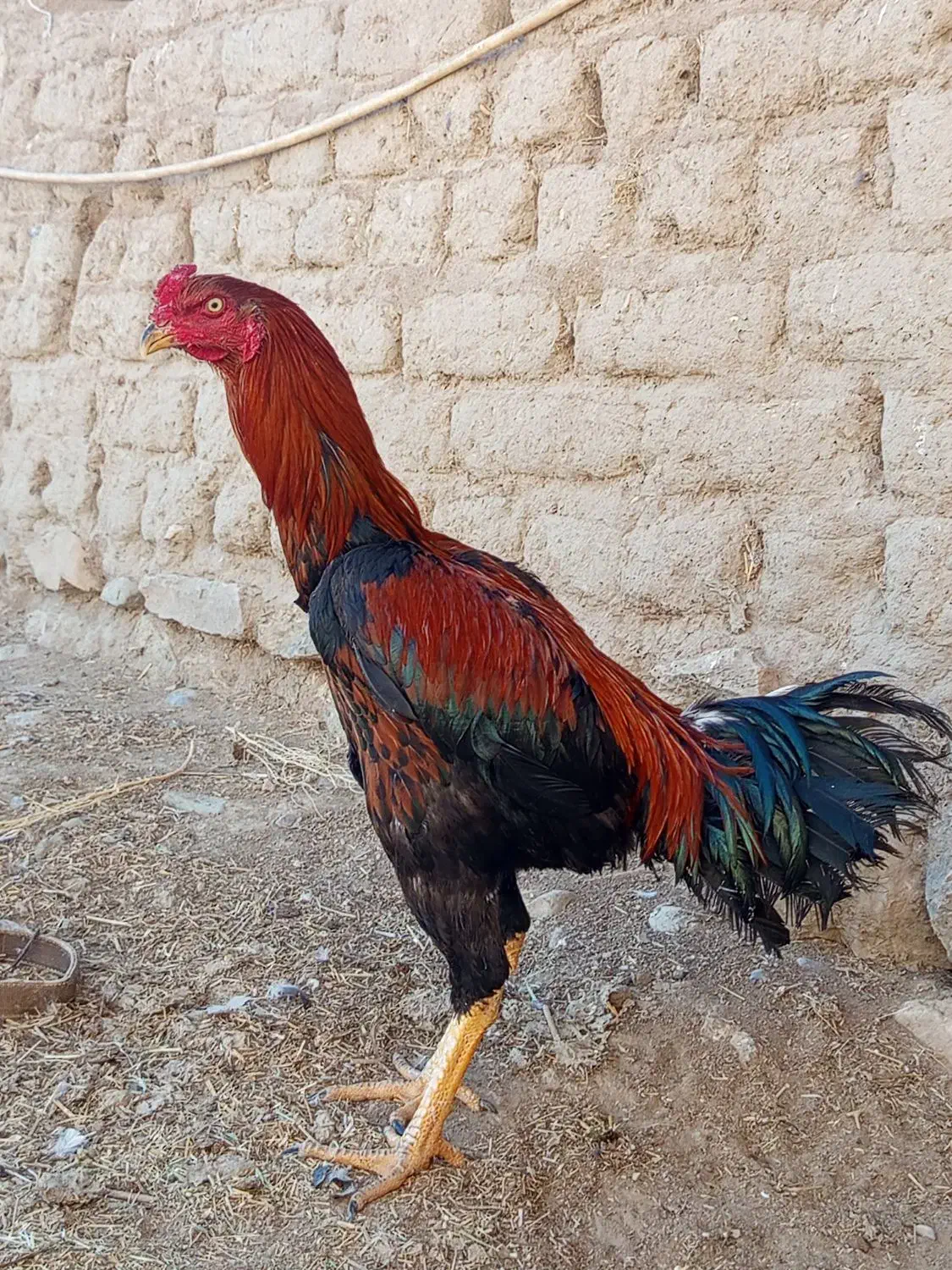 خروس لاری 9ماهه|حیوانات مزرعه|لاجان, |دیوار