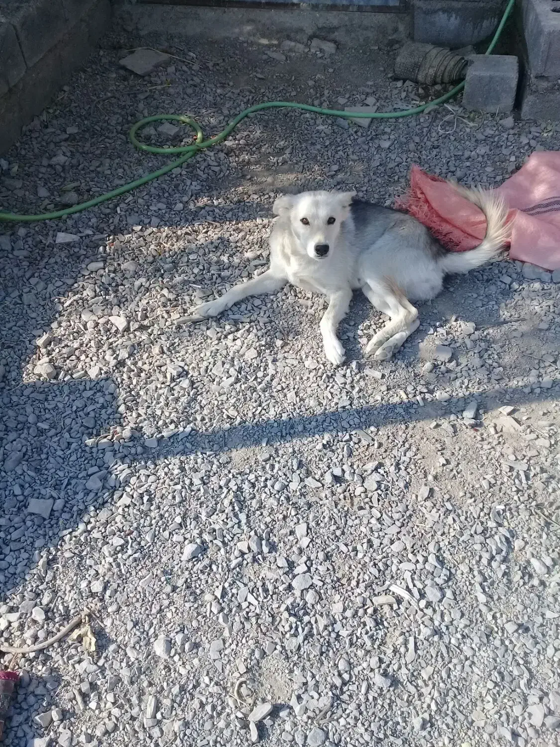 واگذار سگ هاسگی|سگ|سبزوار, امیر کبیر|دیوار