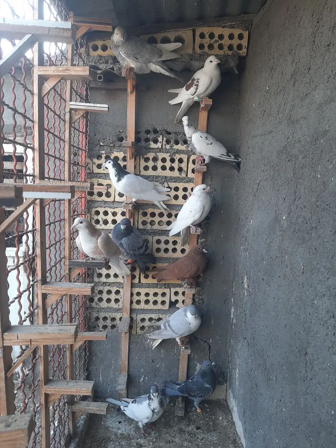 ۱۱عددصیدهمه پرشی|حیوانات|مشهد, عبادی|دیوار