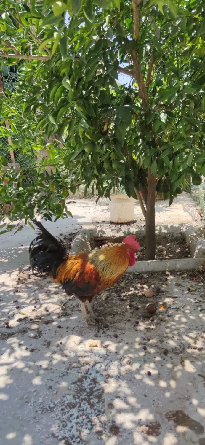 بوقلمون نر و ماده و خروس محلی|حیوانات مزرعه|شیراز, کیان آباد|دیوار