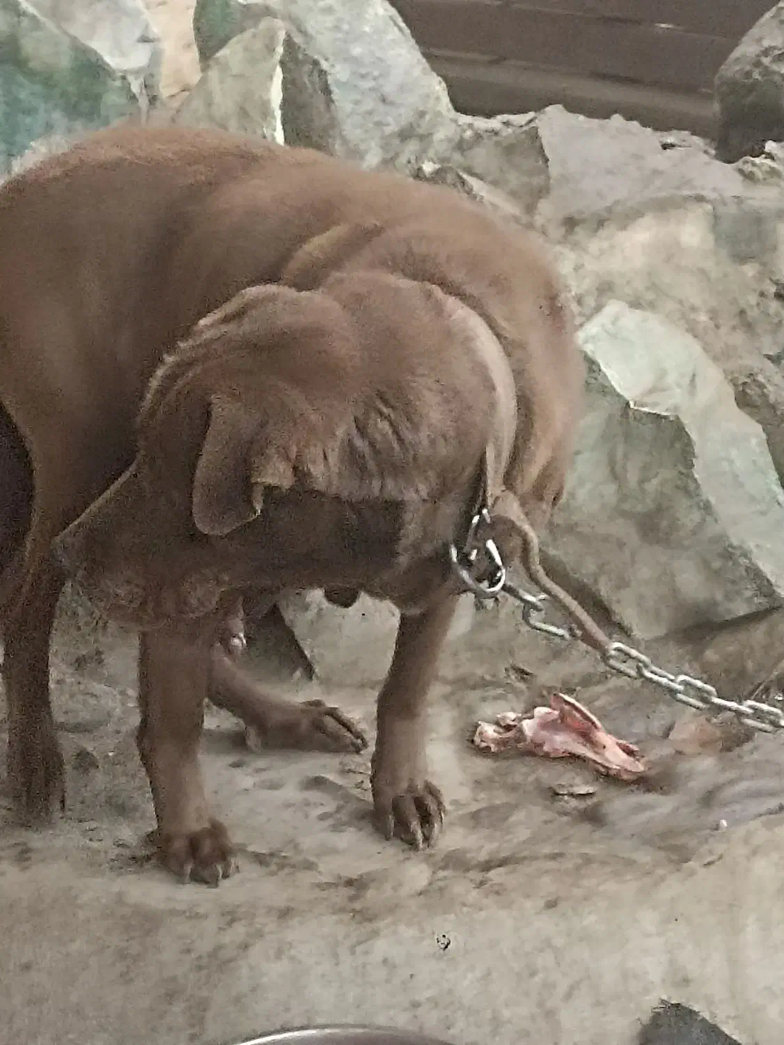 سگ تربیت شده|سگ|فردیس, سرحد آباد|دیوار