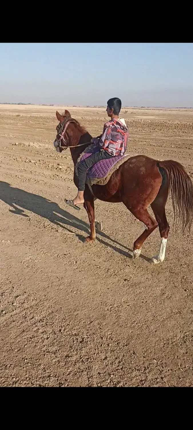 مادیان خالص ایرانی|اسب و تجهیزات اسب‌سواری|چمران, |دیوار