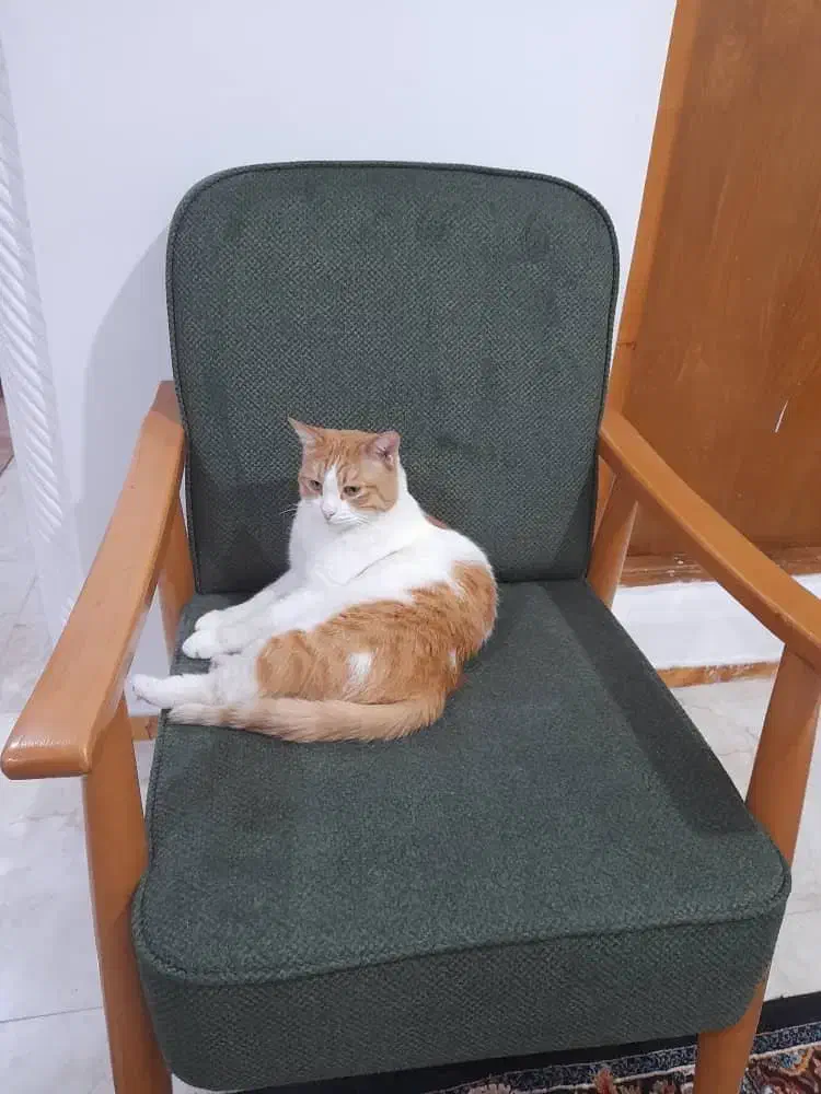 واگذاری گربه در رشت|گربه|رشت, پستک|دیوار