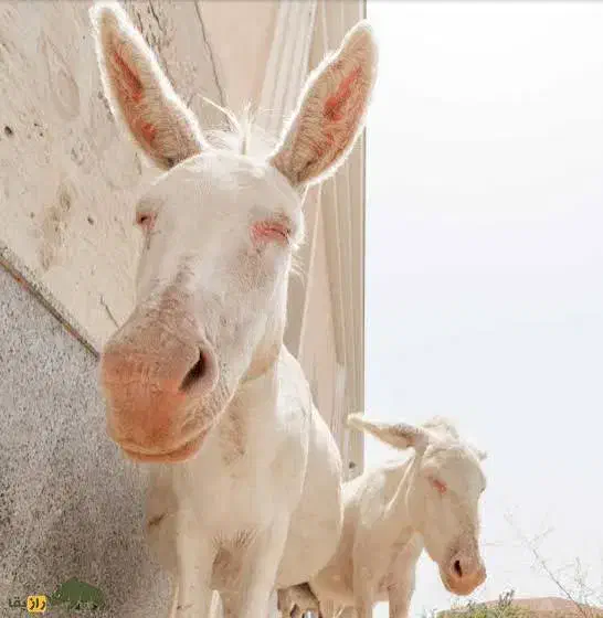 الاغ|حیوانات مزرعه|رفسنجان, |دیوار