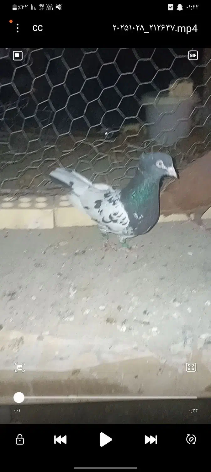 کله سیاه|پرنده|زاهدان, |دیوار