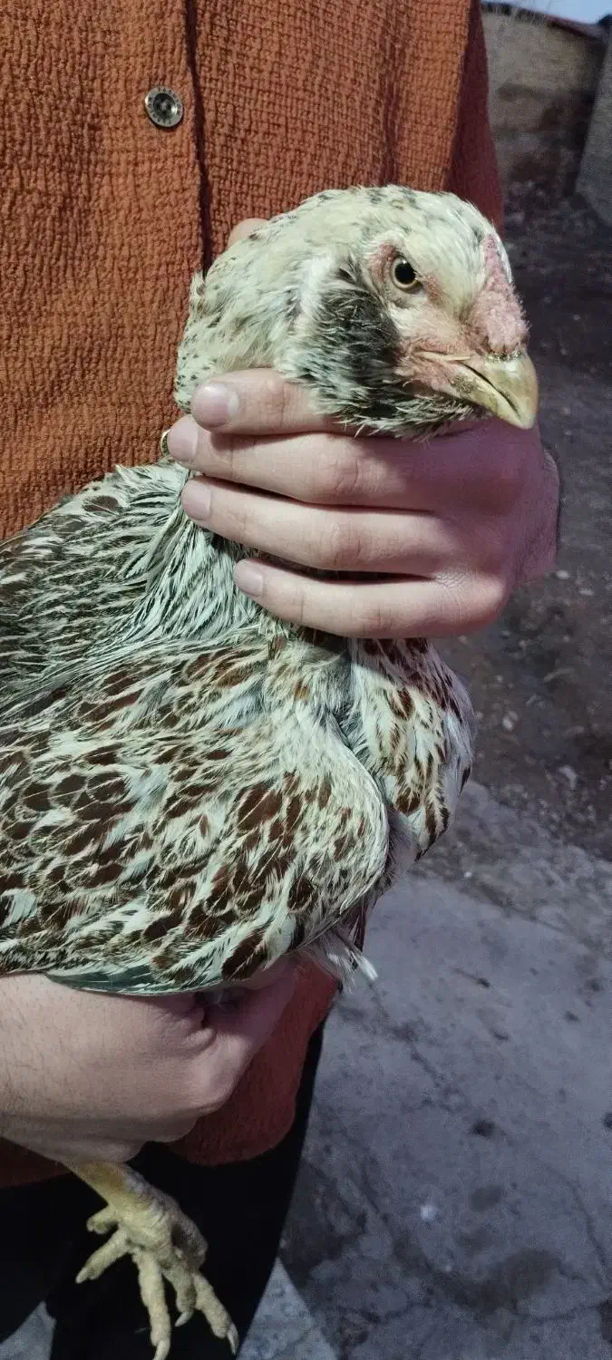 مرغ لاری|حیوانات مزرعه|قیدار, |دیوار