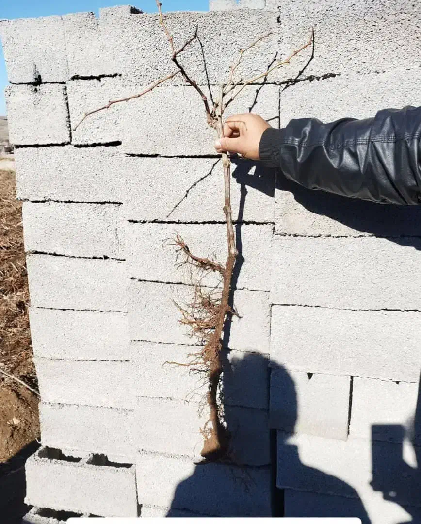 تولیــدوتوزیــع نــهال|خدمات باغبانی و درختکاری|خلخال, |دیوار