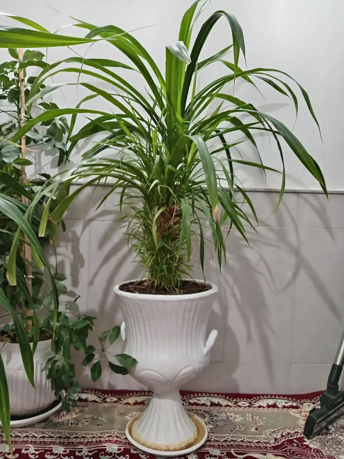 گل طبیعی|گل و گیاه طبیعی|نیشابور, شهید بهشتی|دیوار