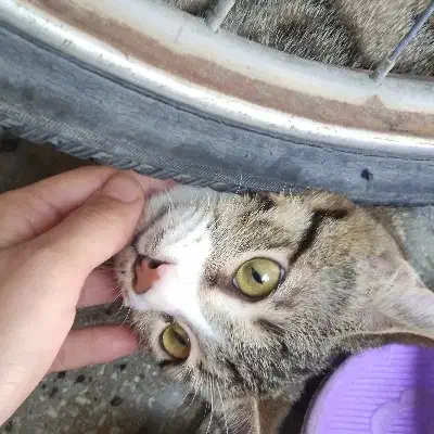 گربه واگذاری|گربه|دورود, |دیوار