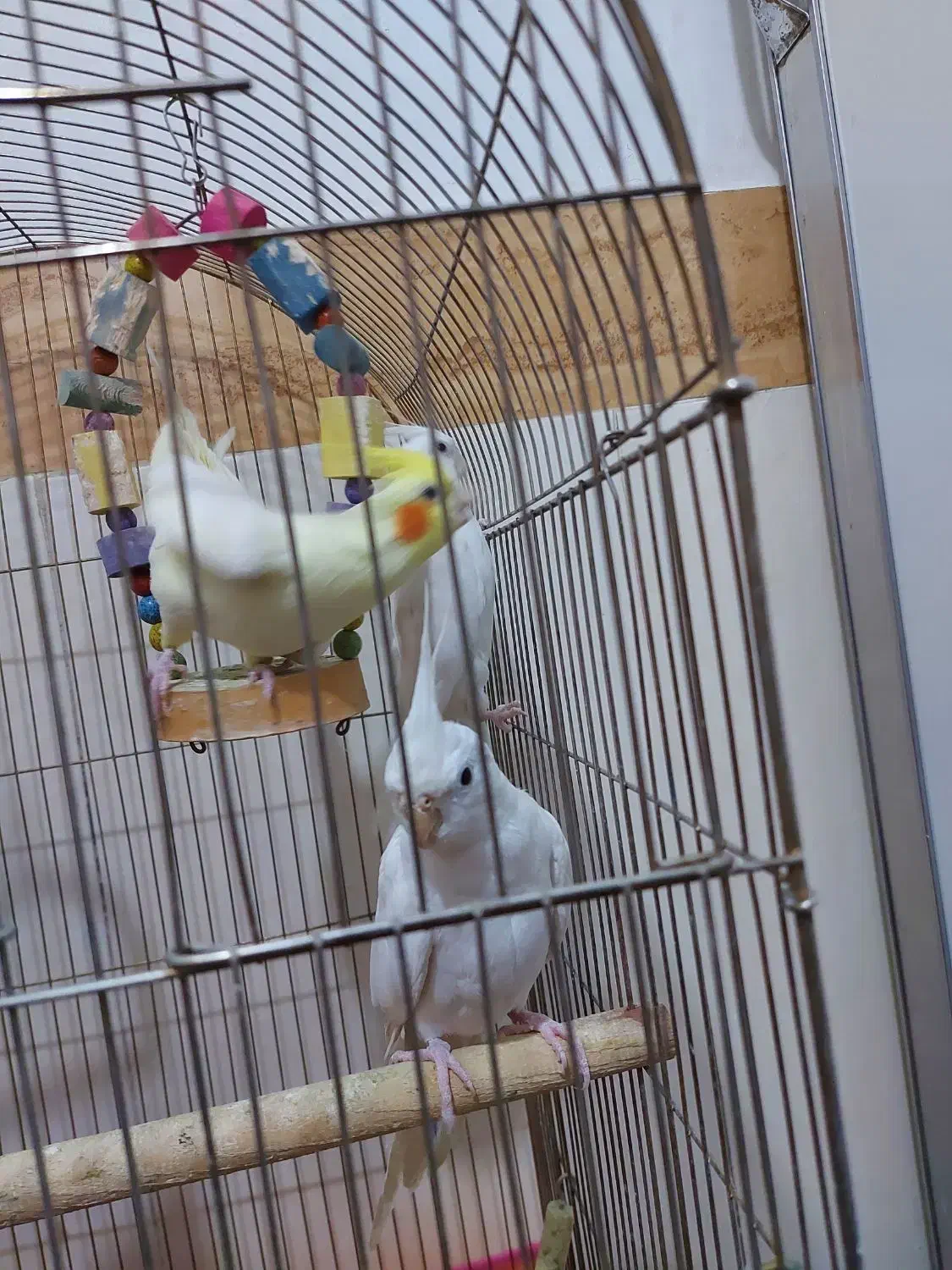 عروس هلندی البینو ولوتینو|پرنده|مشهد, شهید قربانی|دیوار