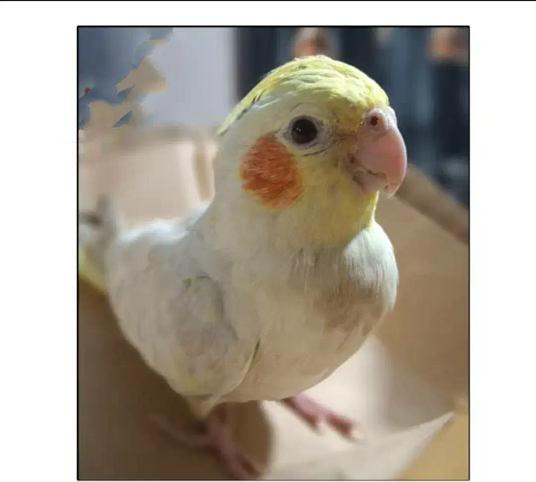 عروس هلندی گمشده|حیوانات|خرمشهر, |دیوار