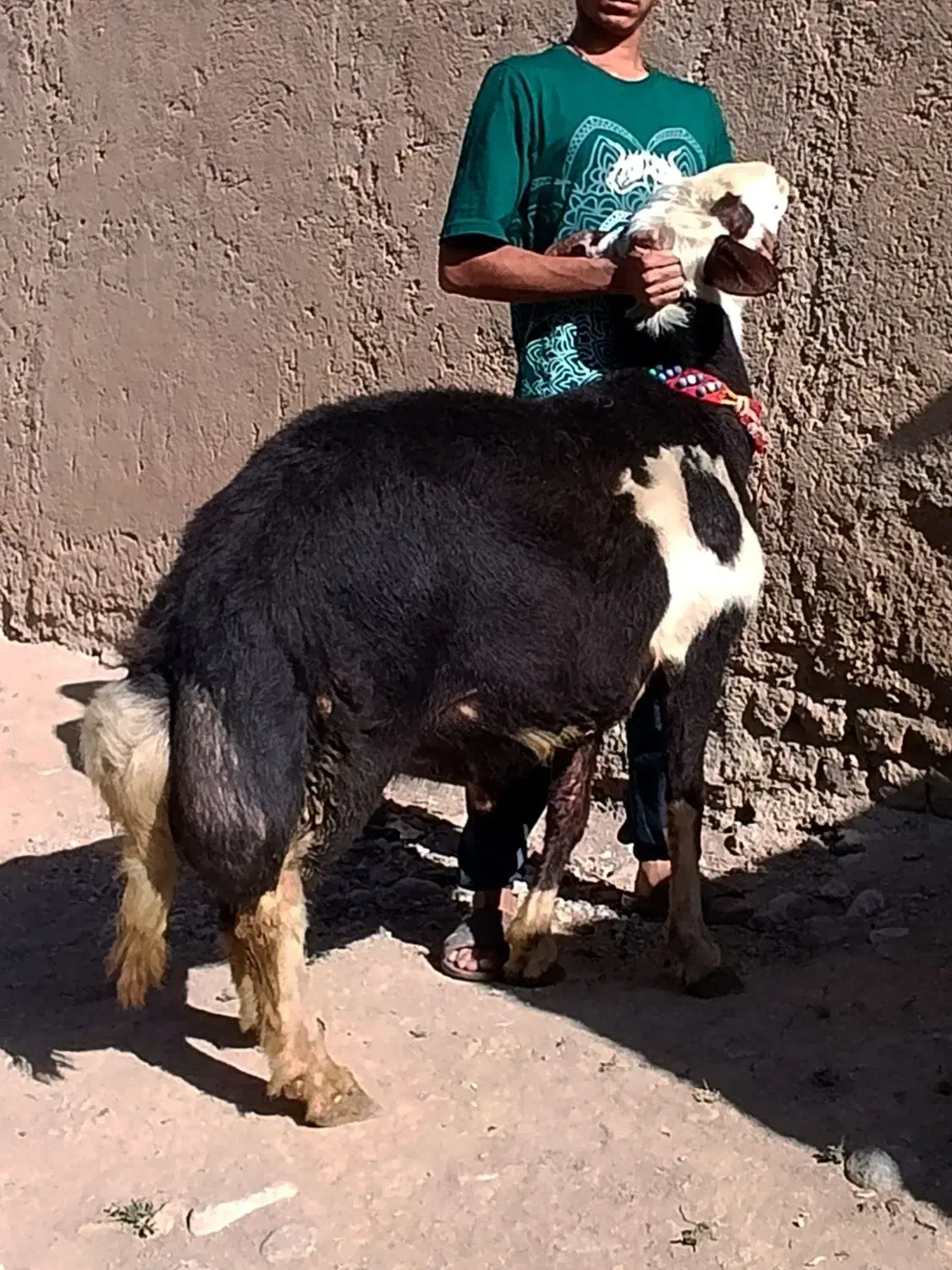 قوچ پلنگی درجه یک|حیوانات مزرعه|بروجرد, |دیوار