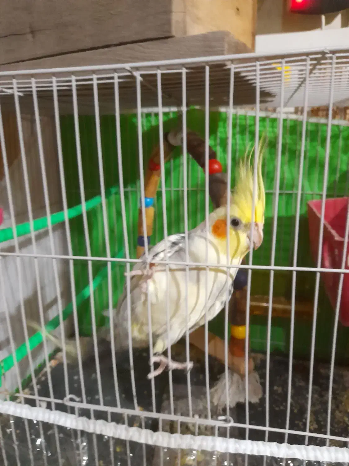 عروس هلندی نر معاوضه|پرنده|مشهد, شهید آوینی|دیوار