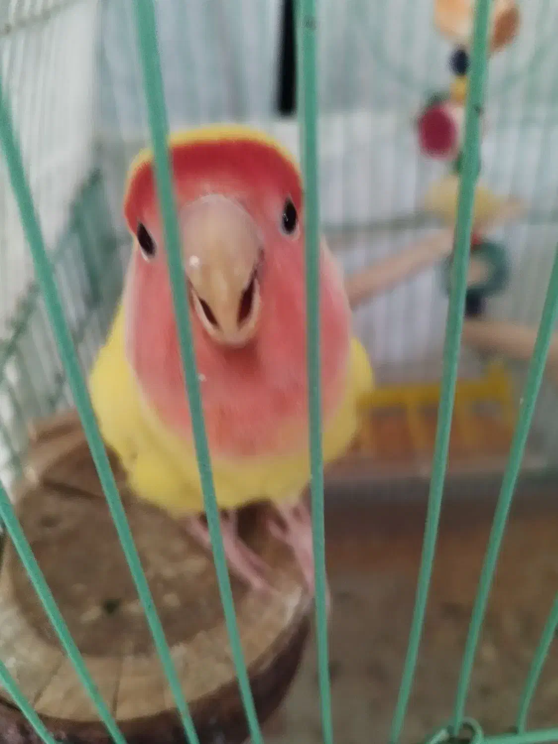 یک عدد طوطی کوتوله|پرنده|شهرضا, |دیوار