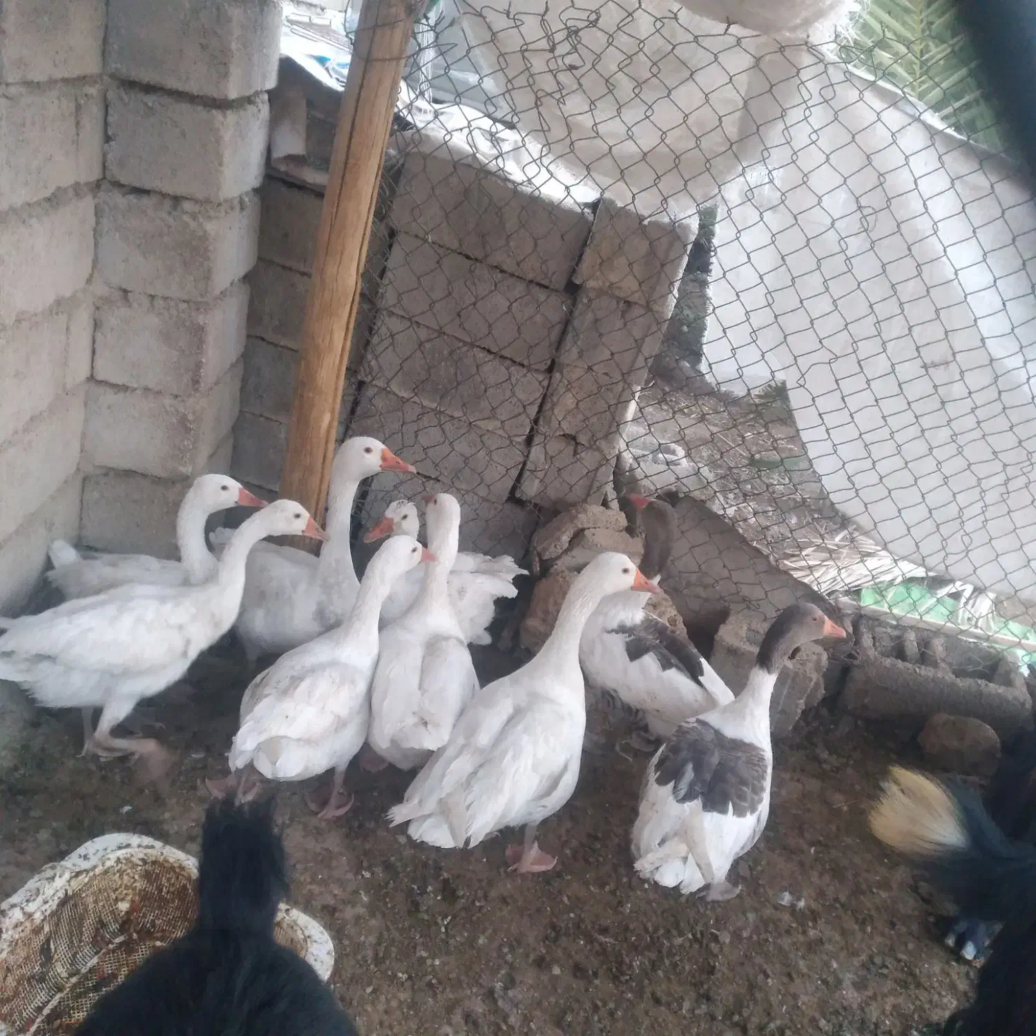 قاز. محلی جوان|حیوانات مزرعه|بهبهان, |دیوار