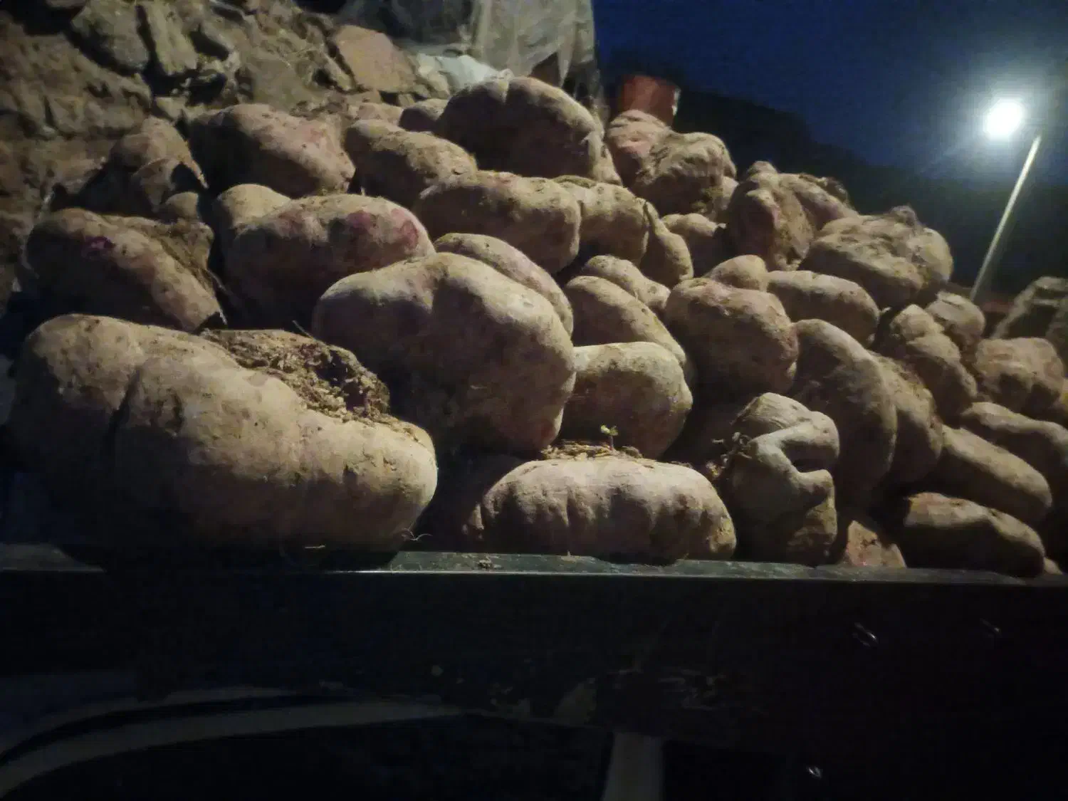 چغندر|خوردنی و آشامیدنی|دشتابی, |دیوار