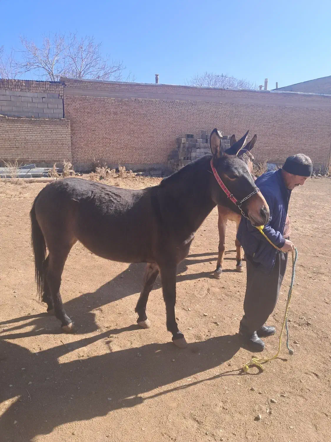 قاطر باری کوهستانی|حیوانات مزرعه|لاران, |دیوار