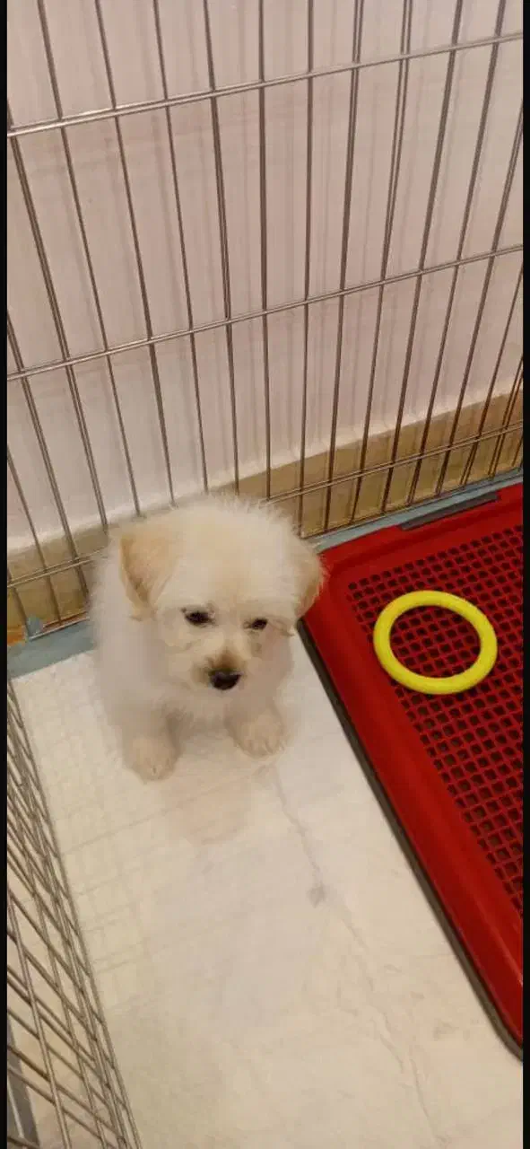 سگ خانگی پودل|سگ|پرند, فاز ۵|دیوار