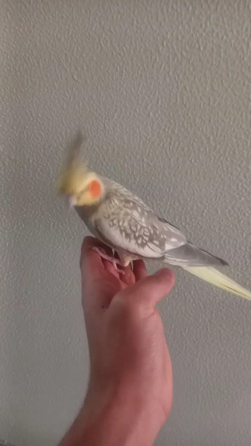 عروس هلندی|پرنده|شاهینشهر, گرگاب|دیوار