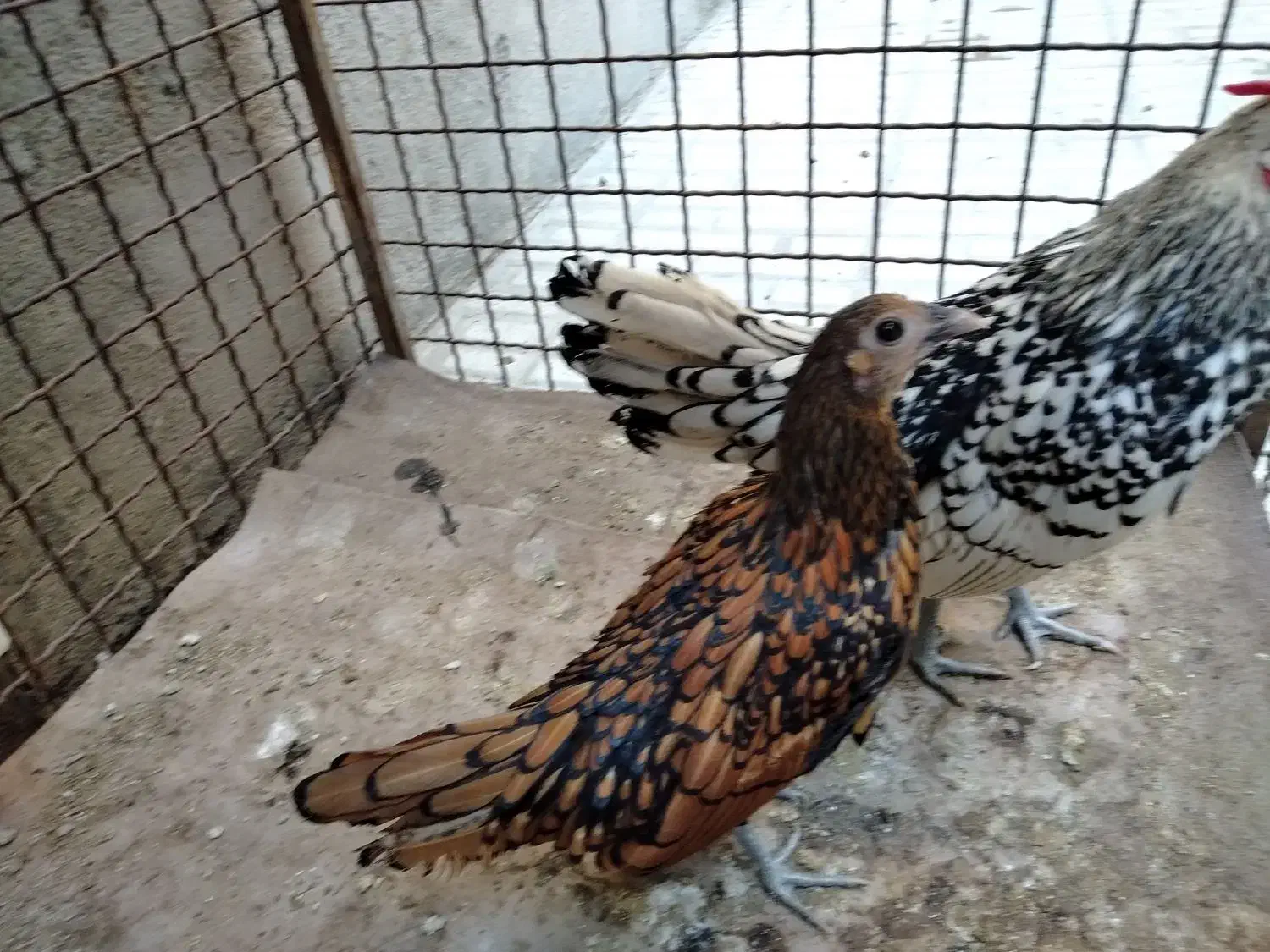 مرغ و خروس سبرایت جوان زیر یک سال|حیوانات مزرعه|هشتگرد, شهرک بعثت|دیوار