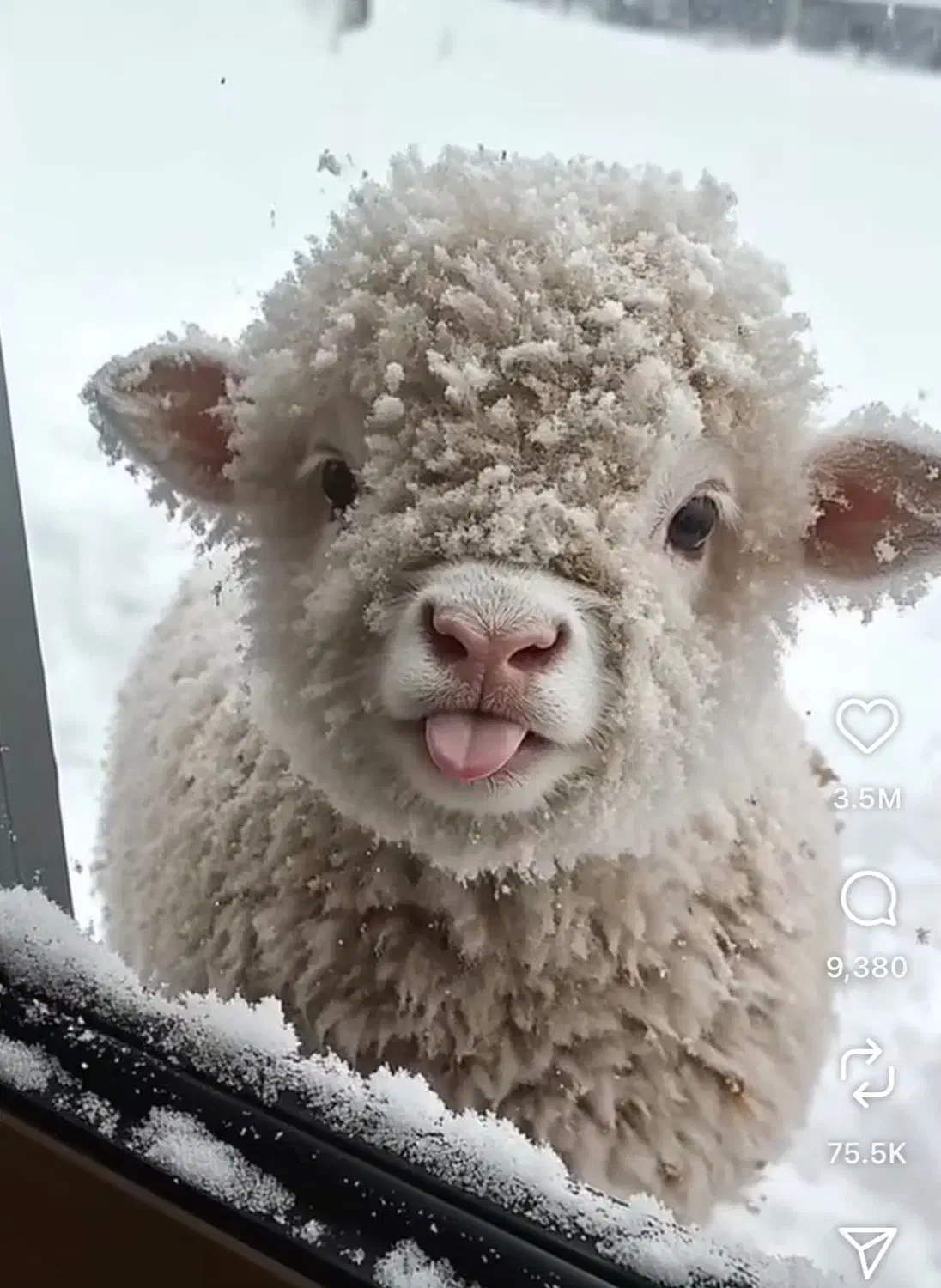 مطمئن جایگاه معتبر گوسفند بره زنده|حیوانات مزرعه|تهران, استاد معین|دیوار