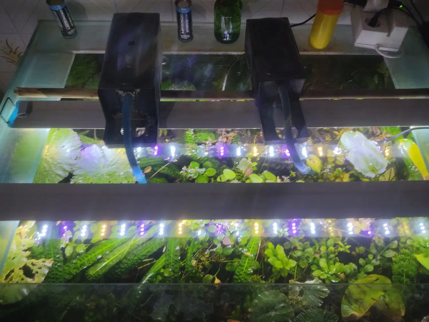 فروش اکواریوم با تمام وسایلاش|ماهی|نقده, |دیوار