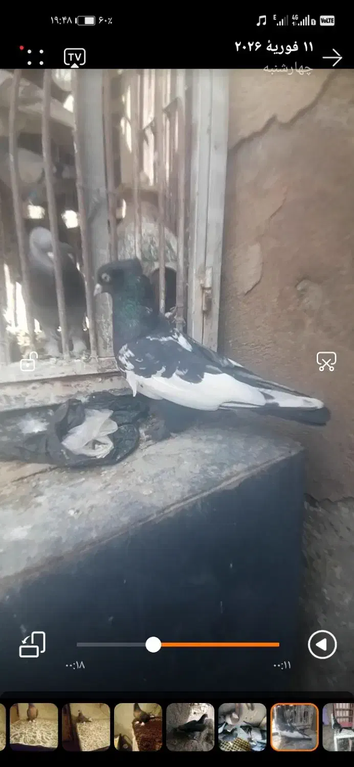 کبوتر|پرنده|مرودشت, دولت آباد|دیوار