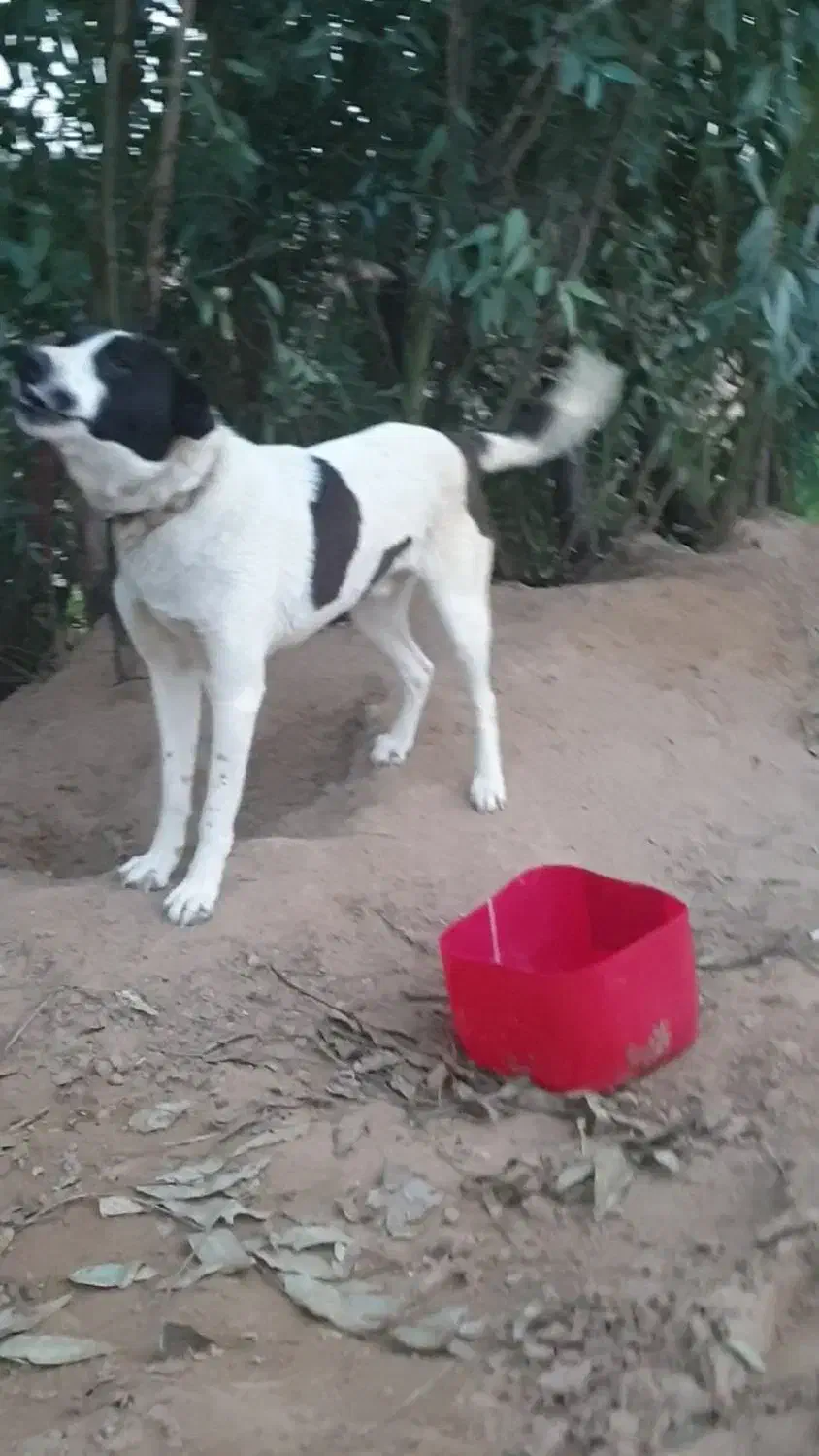 سگ سرابی|سگ|اهواز, شهرک پیام|دیوار