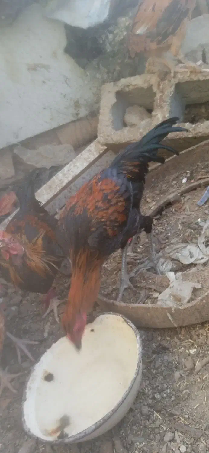 جوجه محلی|حیوانات مزرعه|خمک, |دیوار