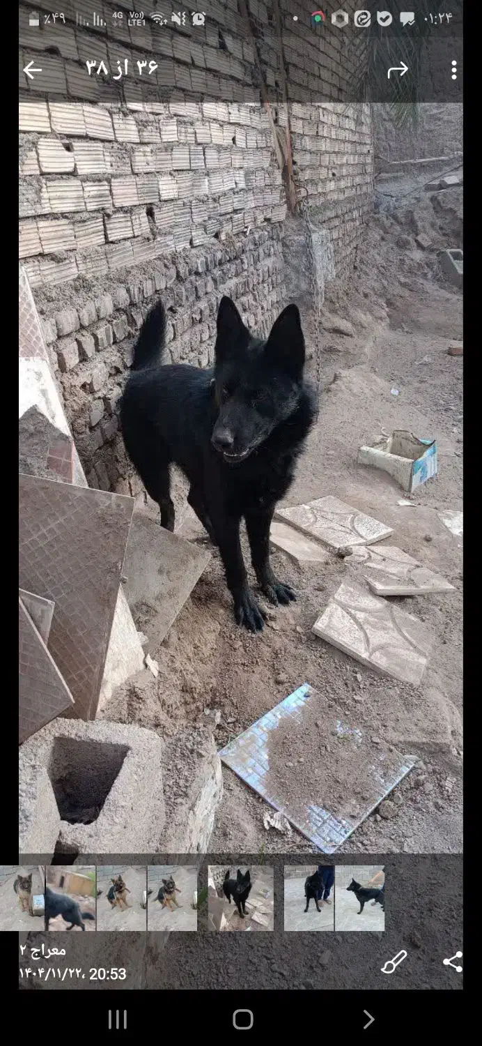 ژرمن بلک|سگ|بم, |دیوار