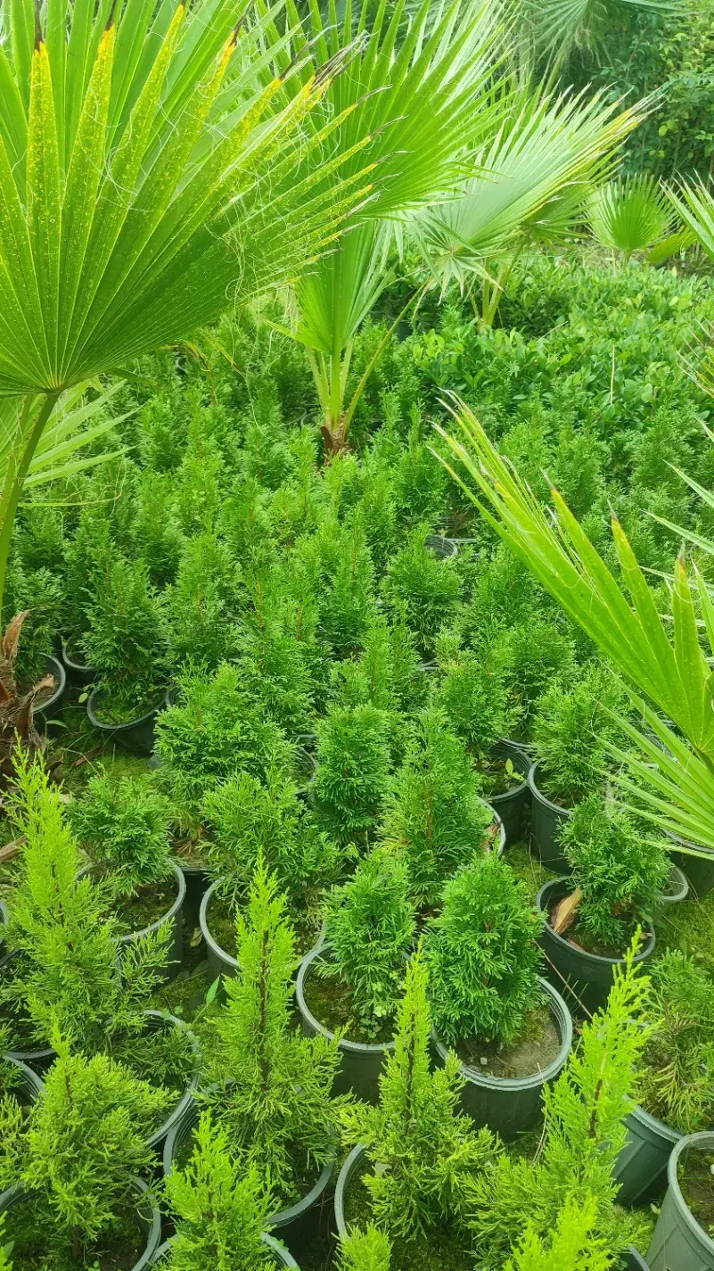 فروش پالم|گل و گیاه طبیعی|واجارگاه, |دیوار