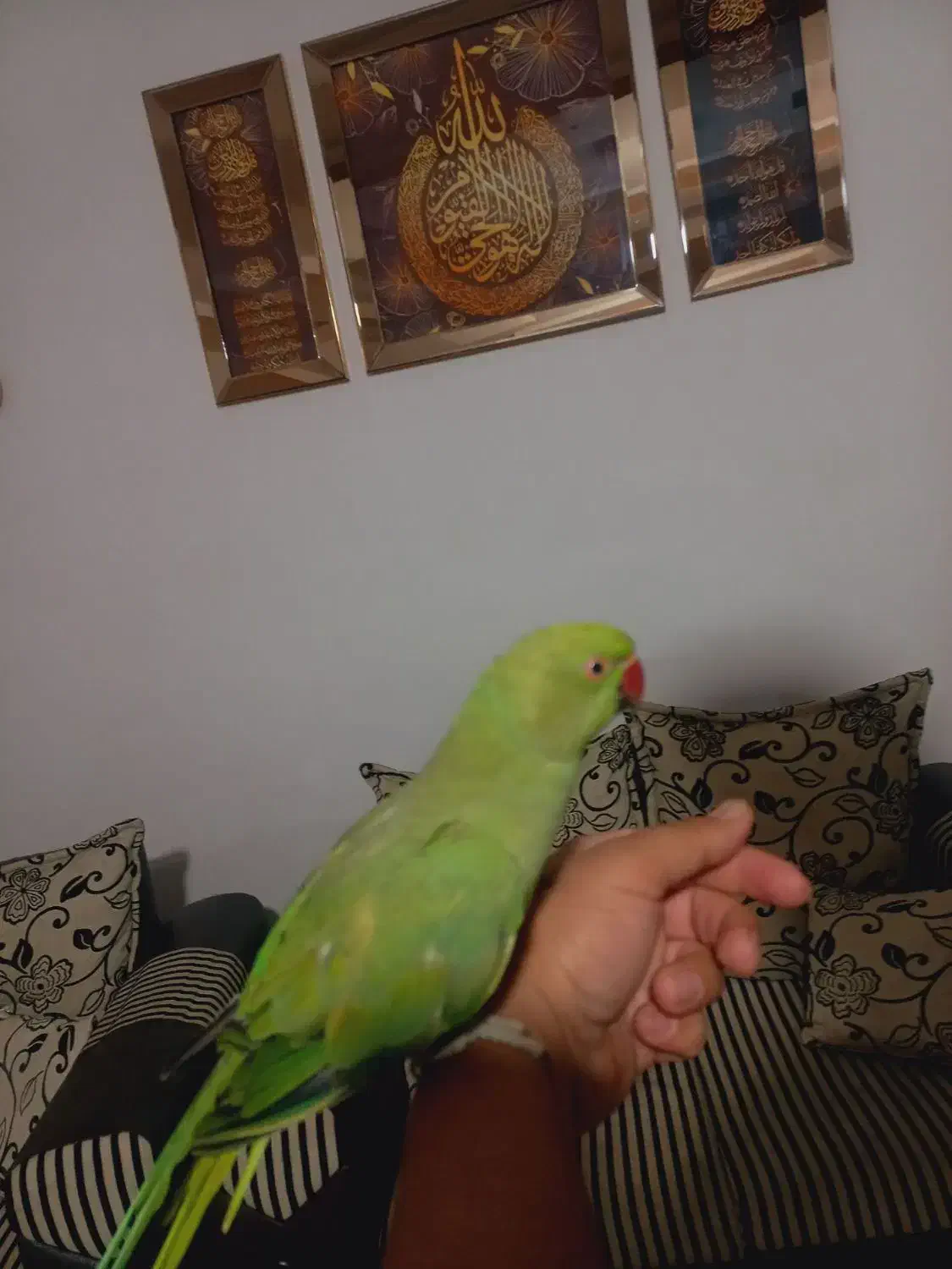 ملنگو نر|پرنده|بازرگان, |دیوار