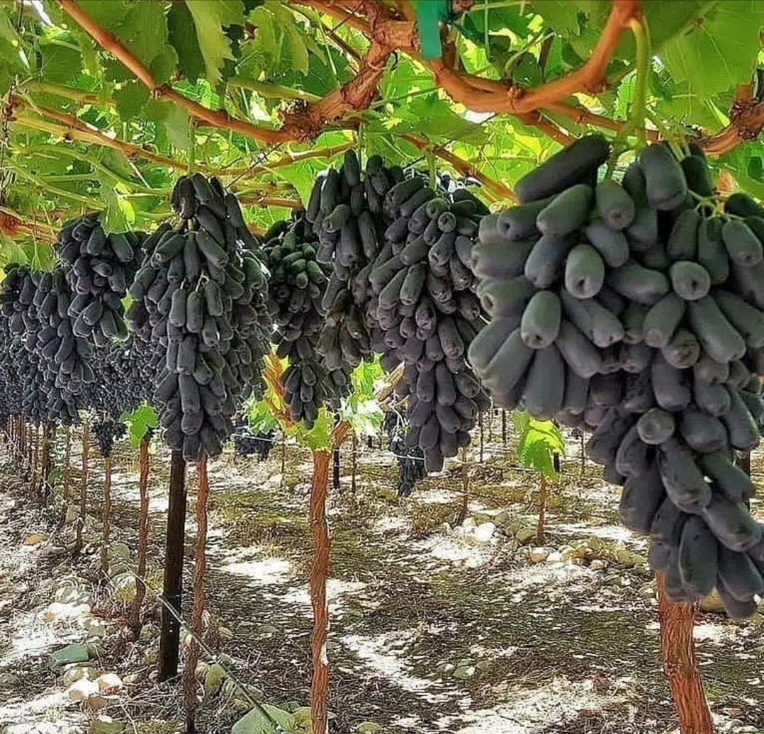 نهال انگور موندراپ ( بلک ویلیامز ) در کرمانشاه|گل و گیاه طبیعی|بیستون, |دیوار