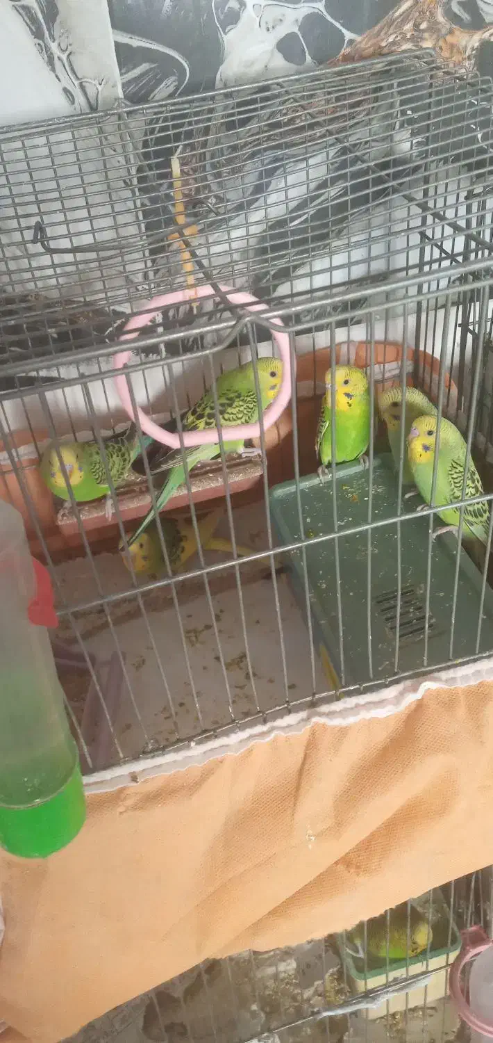 مرغ عشق از گلچینی از بهترین نژادها|پرنده|خمینی‌شهر, |دیوار