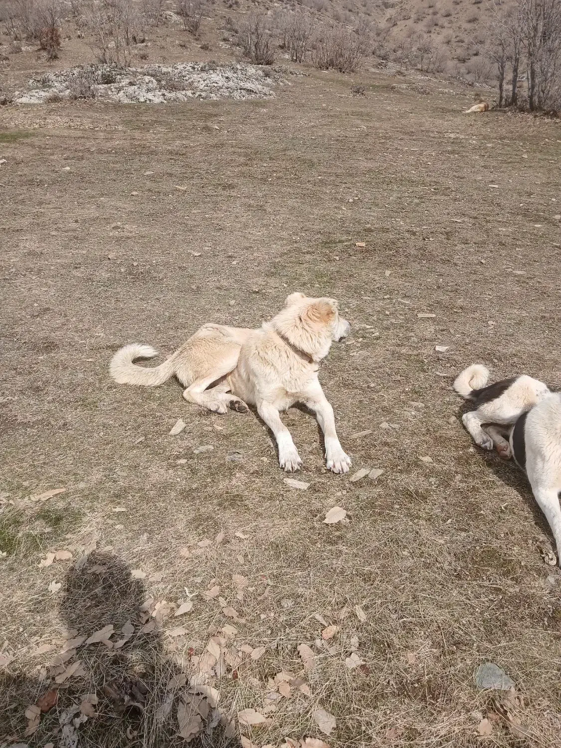 واگذاری سگ|سگ|مریوان, |دیوار