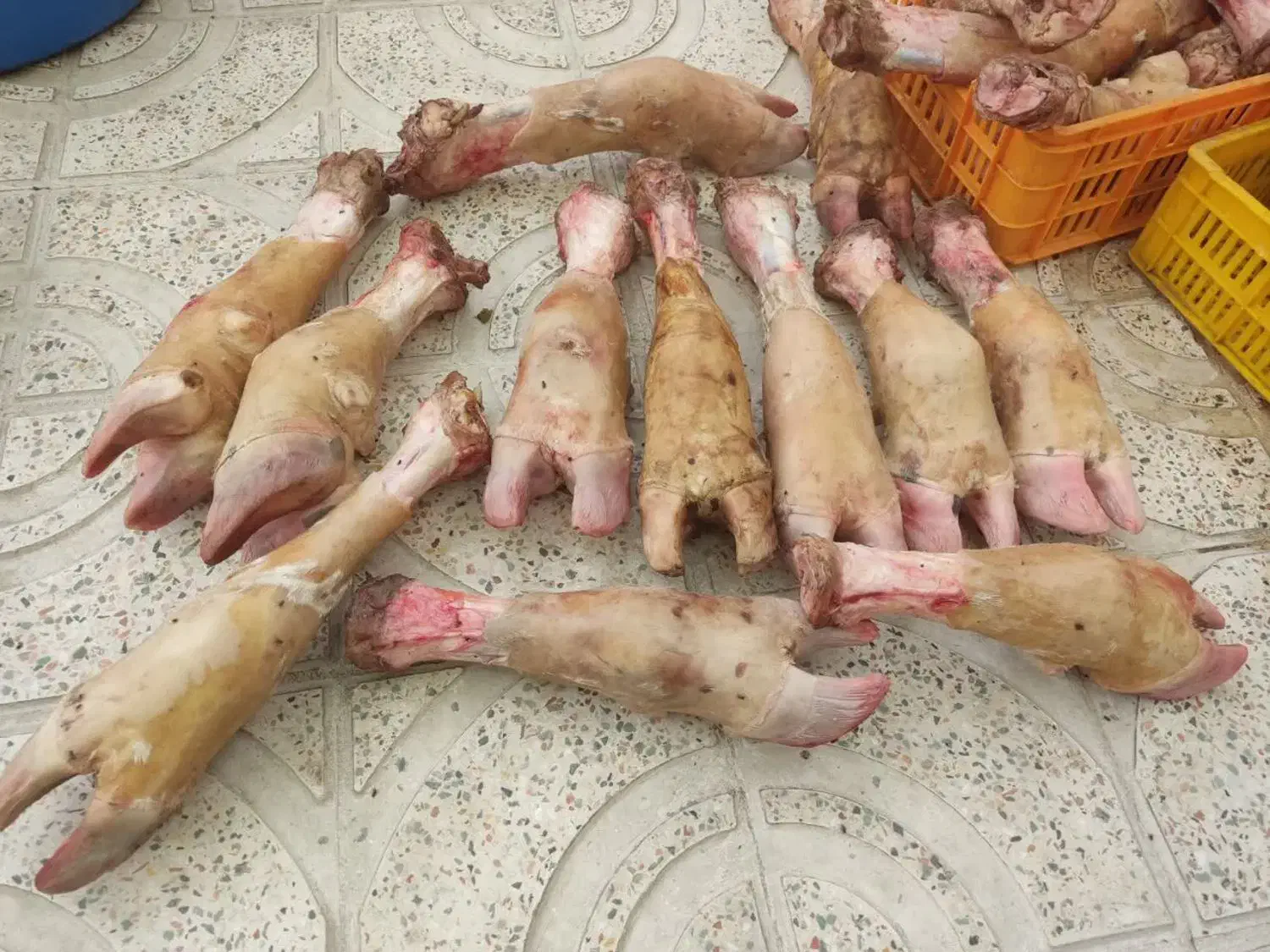 فروش پاچه گوساله|خوردنی و آشامیدنی|فلاورجان, |دیوار