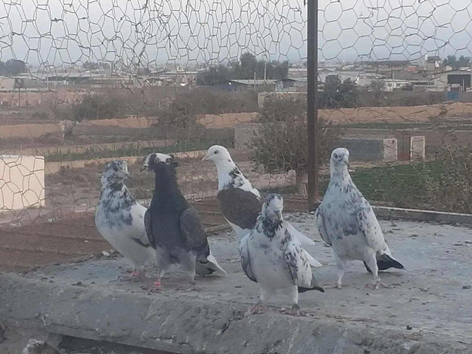 کفتر|پرنده|کاشان, دشت لتحر|دیوار