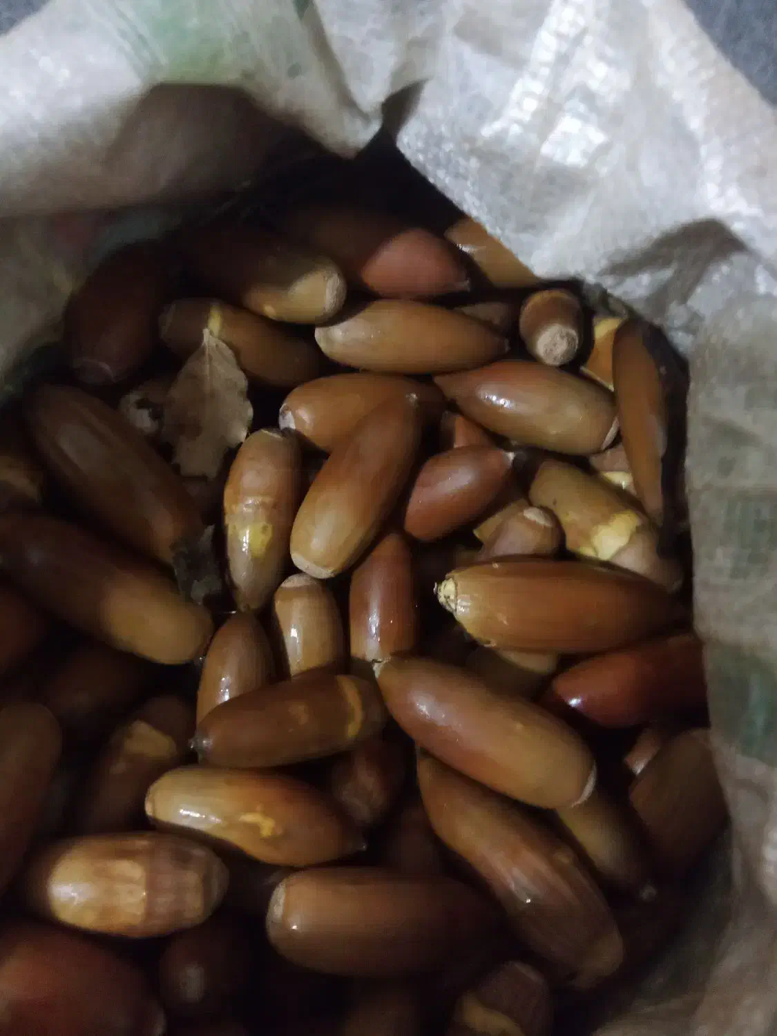 بلوط فروش|خوردنی و آشامیدنی|بدره, |دیوار