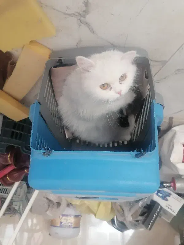 واگذاری گربه رایگان|گربه|بوکان, |دیوار