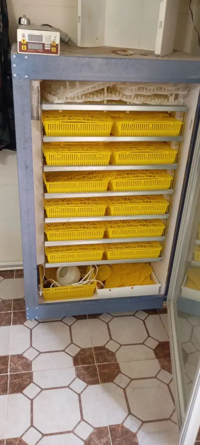 دستگاه جوجه کشی|لوازم جانبی حیوانات|بیرجند, |دیوار