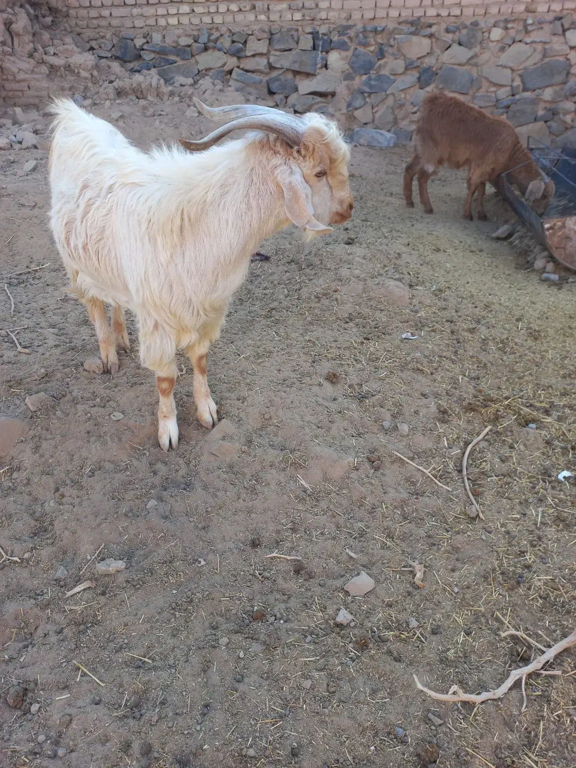 دو عدد بزغاله نرو ماده و ۲ تا بره ماده سبک|حیوانات مزرعه|تربت‌حیدریه, منصوریه|دیوار