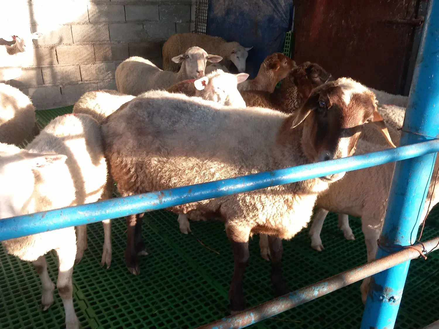 گوسفند دوقلوها با دو بره ماده وگوسفندابستن|حیوانات مزرعه|شیرگاه, |دیوار