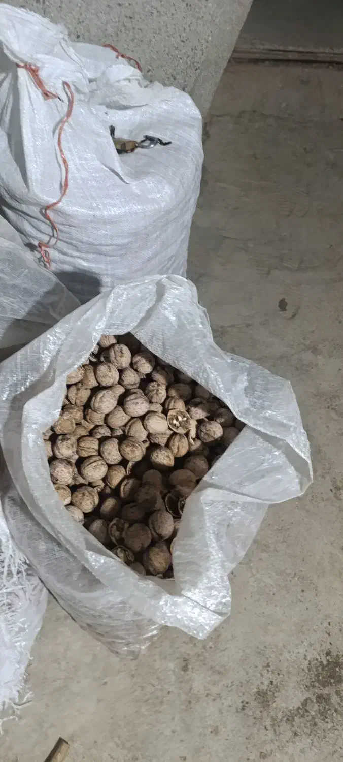 گردو محلی پر چرب|خوردنی و آشامیدنی|نمشیر, |دیوار