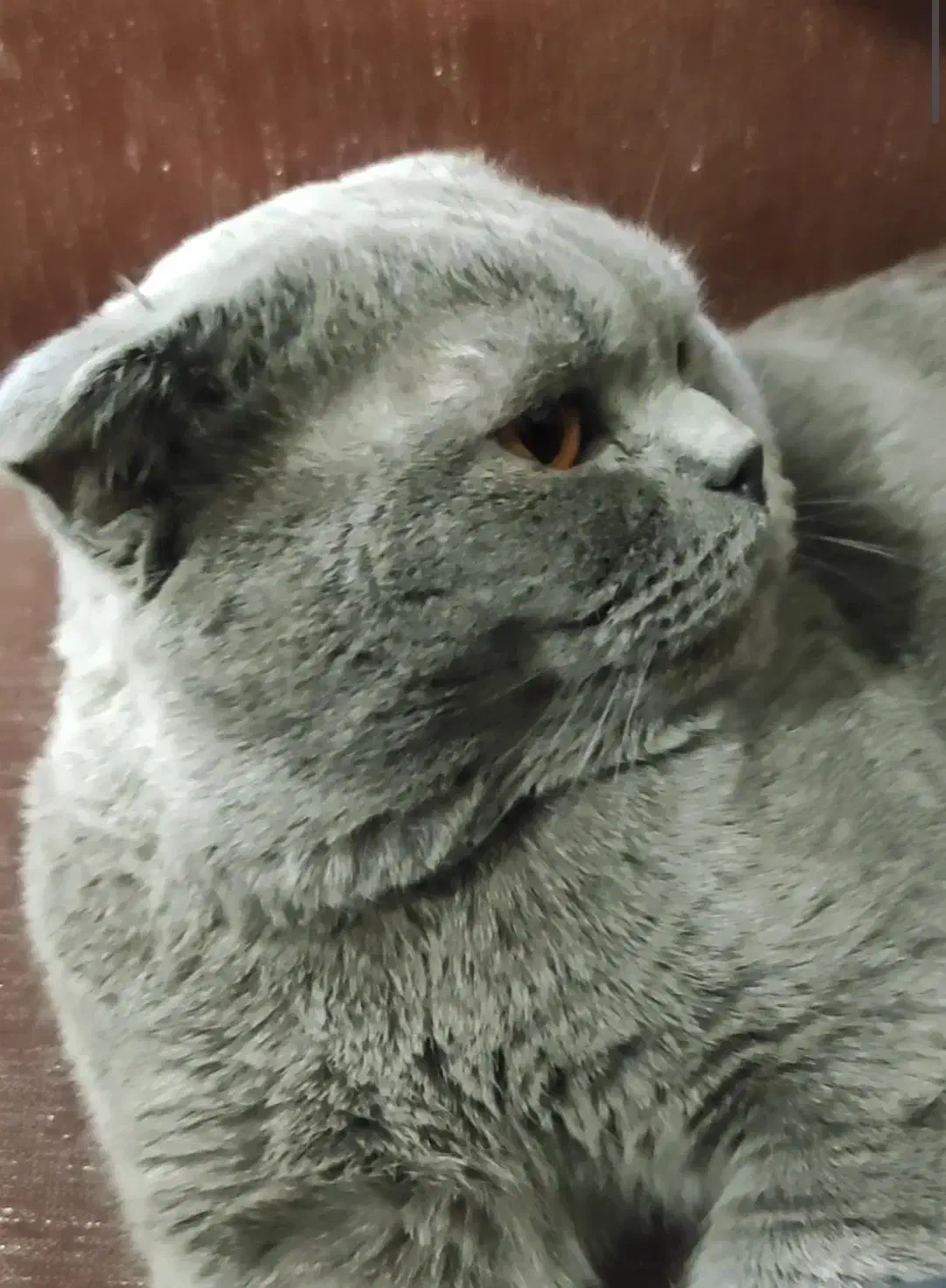 اسکاتیش دبل فولد|گربه|آبیک, |دیوار